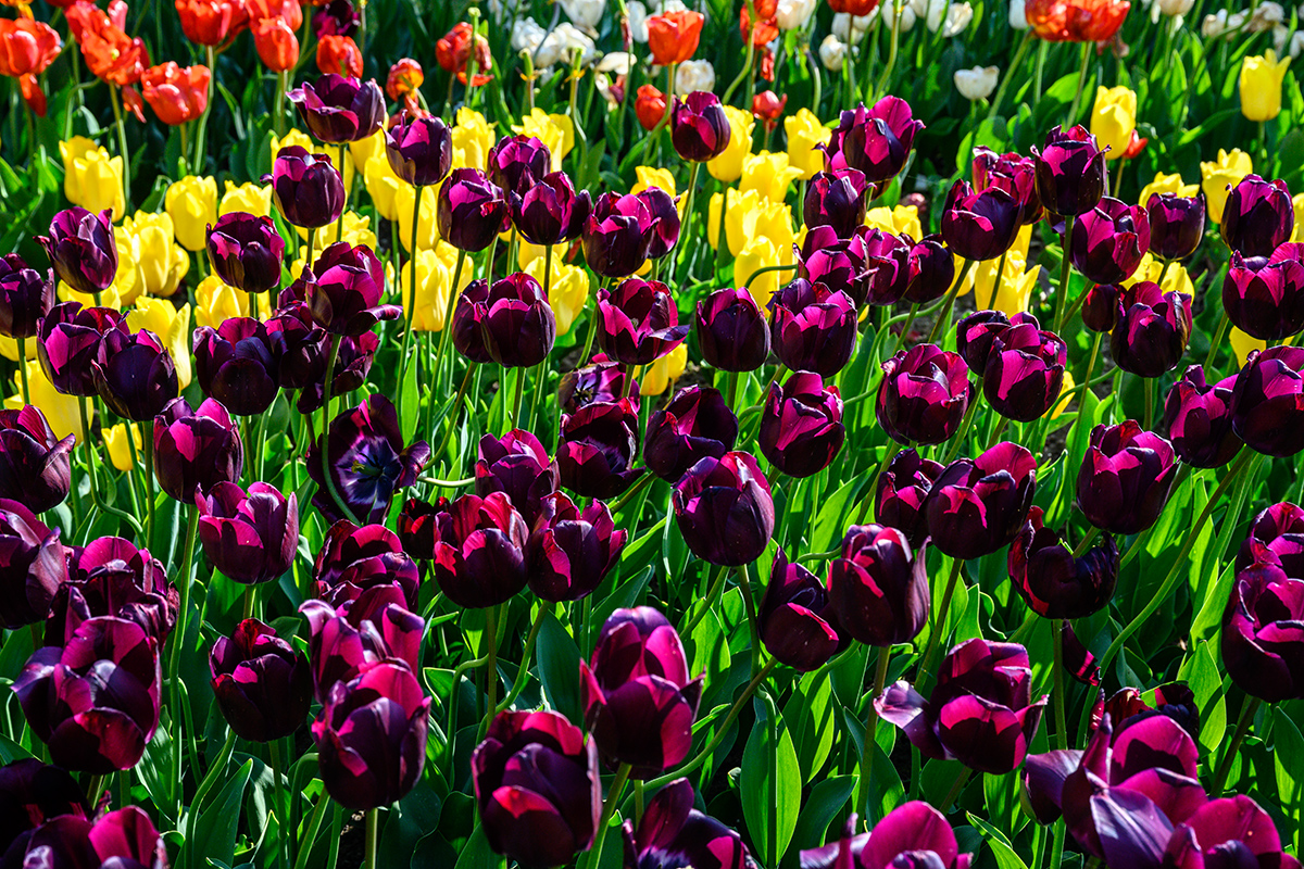 Tulpen2.jpg