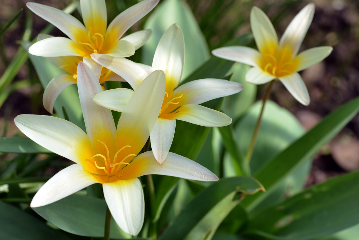 tulpen_1200.jpg
