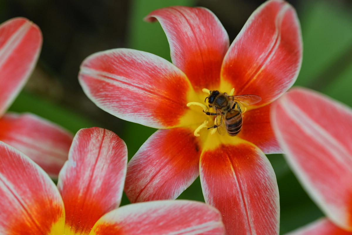 tulpen_biene_1200.jpg