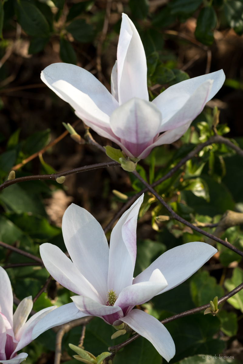 Tulpenbaumblüten