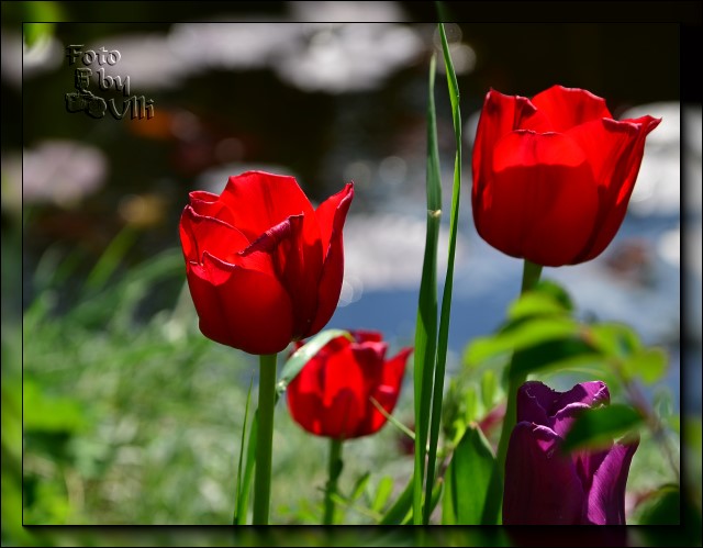 Tulpenblüte in meinem Garten (1)