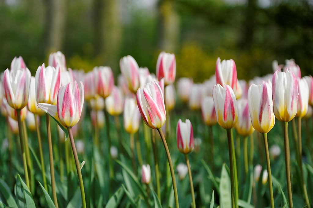Tulpenblüte20110409 Keukenhof0011