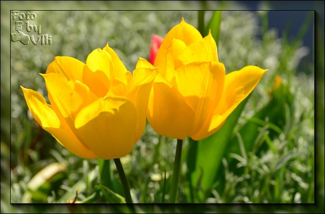 Tulpenblüten in gelb - DSC 3080verkl