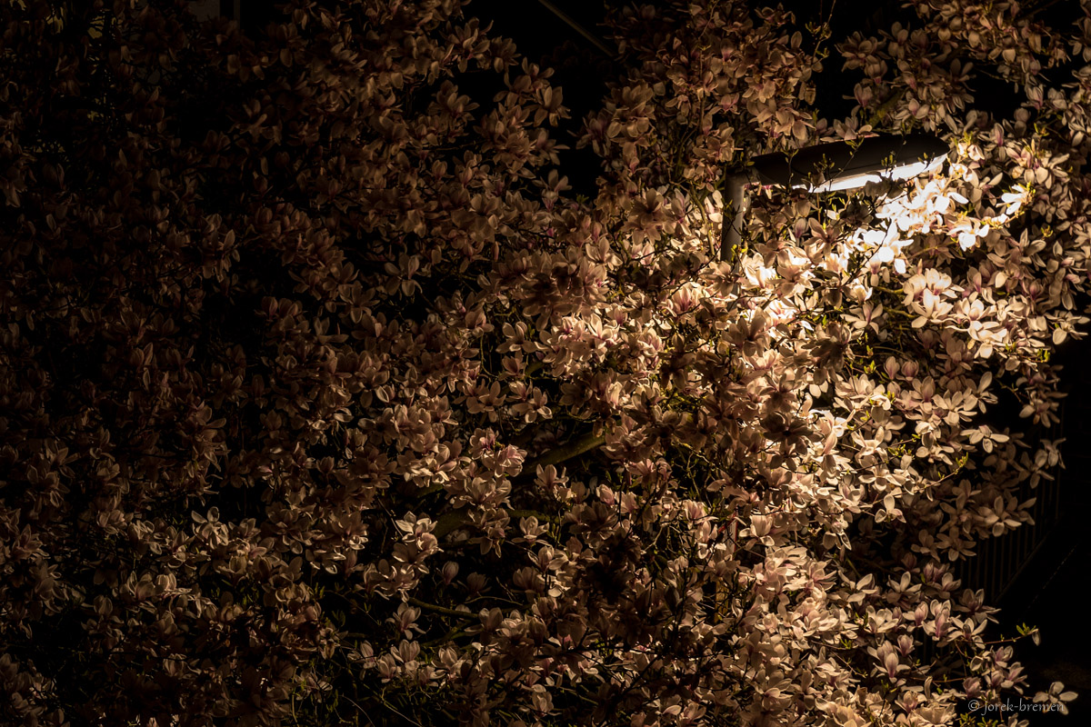 TulpenLampenBaum