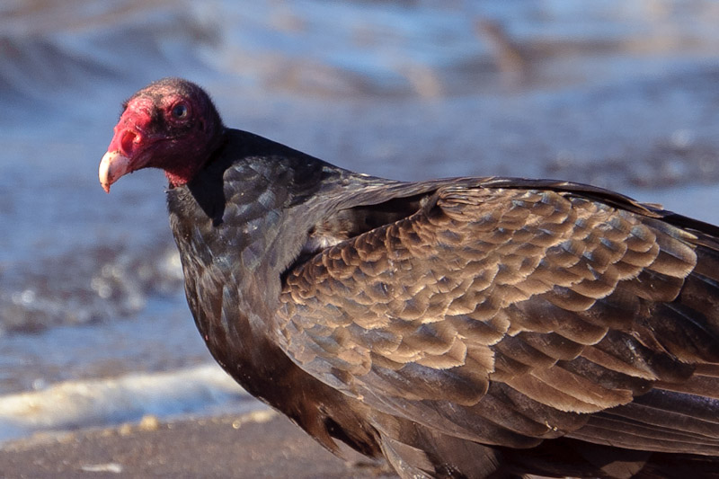 Turkey Vulture, 100% Crop
D700 @ ISO720, 1/500s
70-300VR @ 300mm, f/8