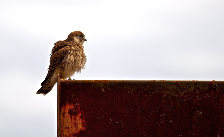 Turmfalke 100725www 4
