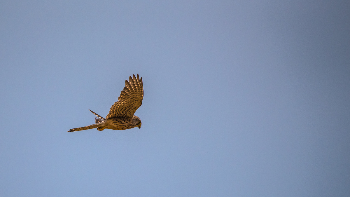 Turmfalke 2