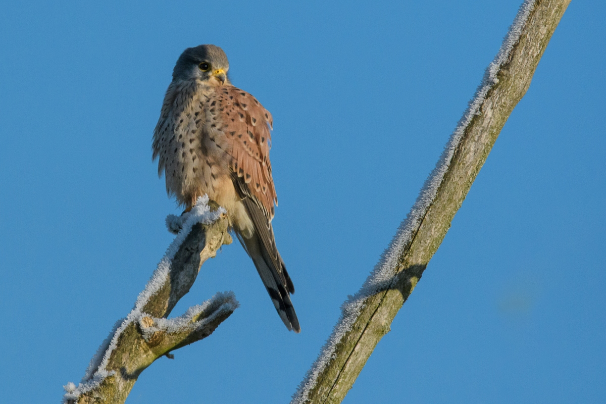 Turmfalke, BS