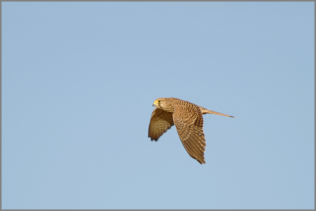 Turmfalke im Cappler Feld