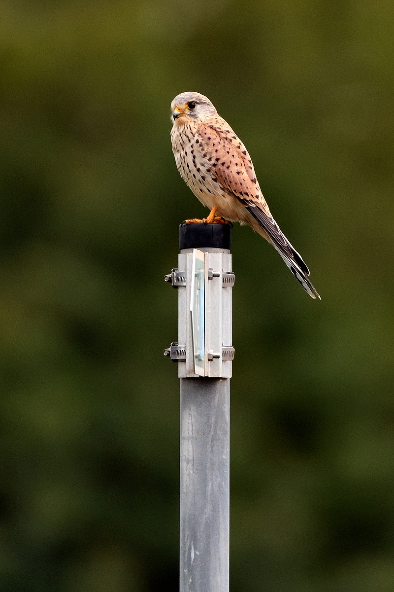 Turmfalke.jpg