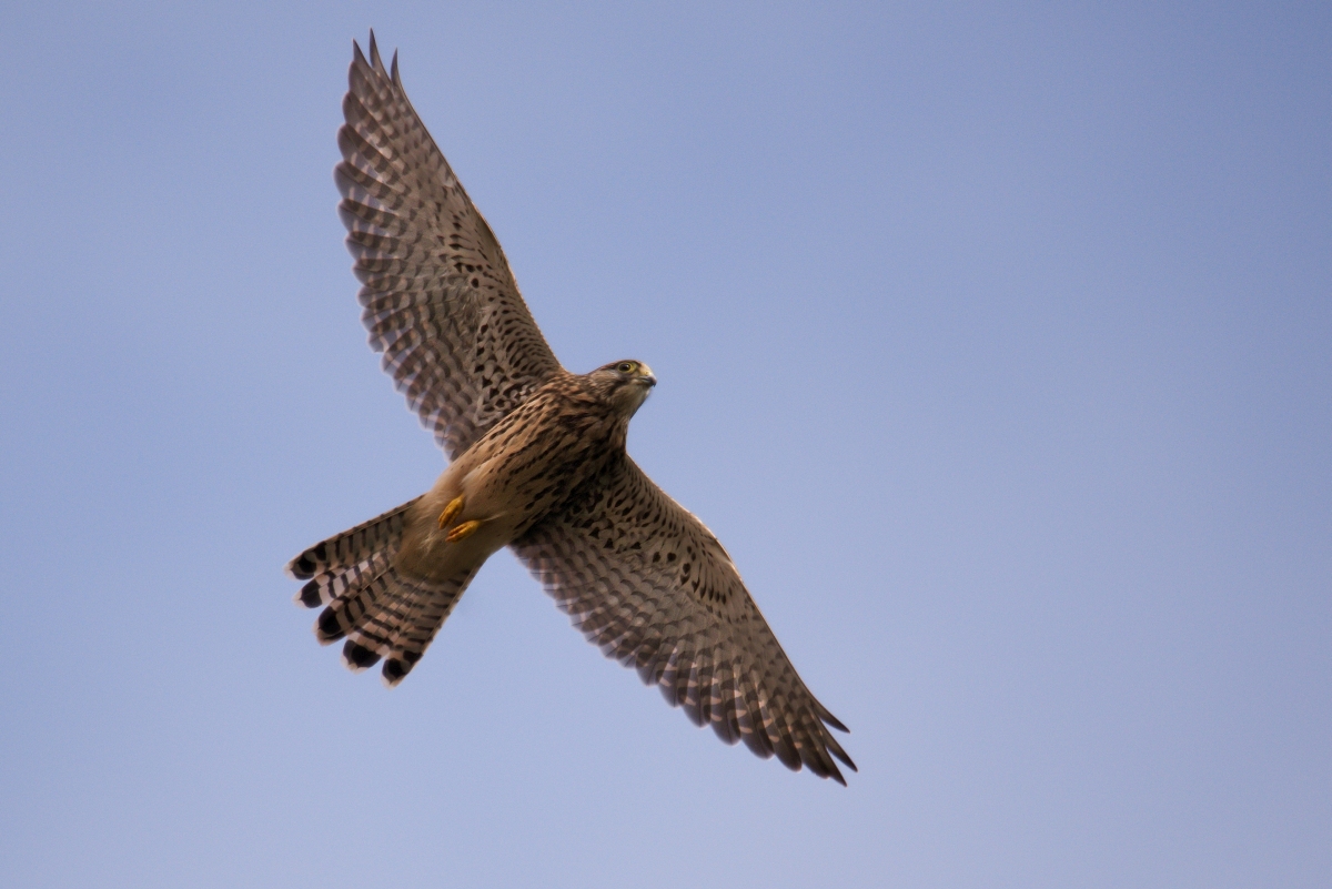 Turmfalke.jpg