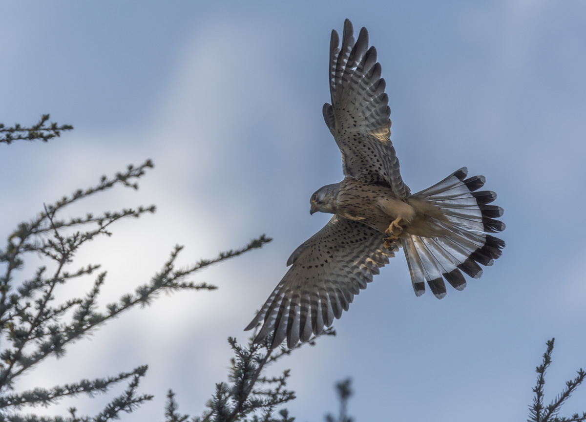 Turmfalke Männchen Wilfried Gölz 58 2