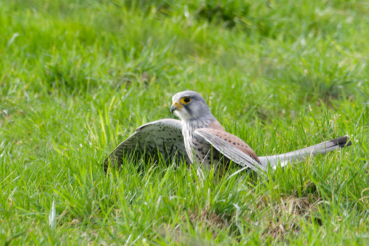 Turmfalke N2256109