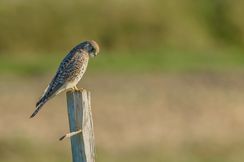 Turmfalke