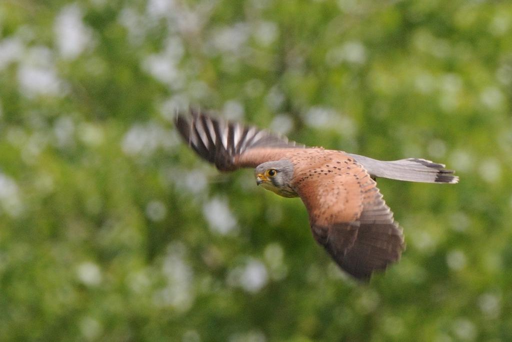 turmfalke