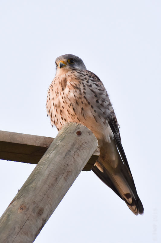 Turmfalke