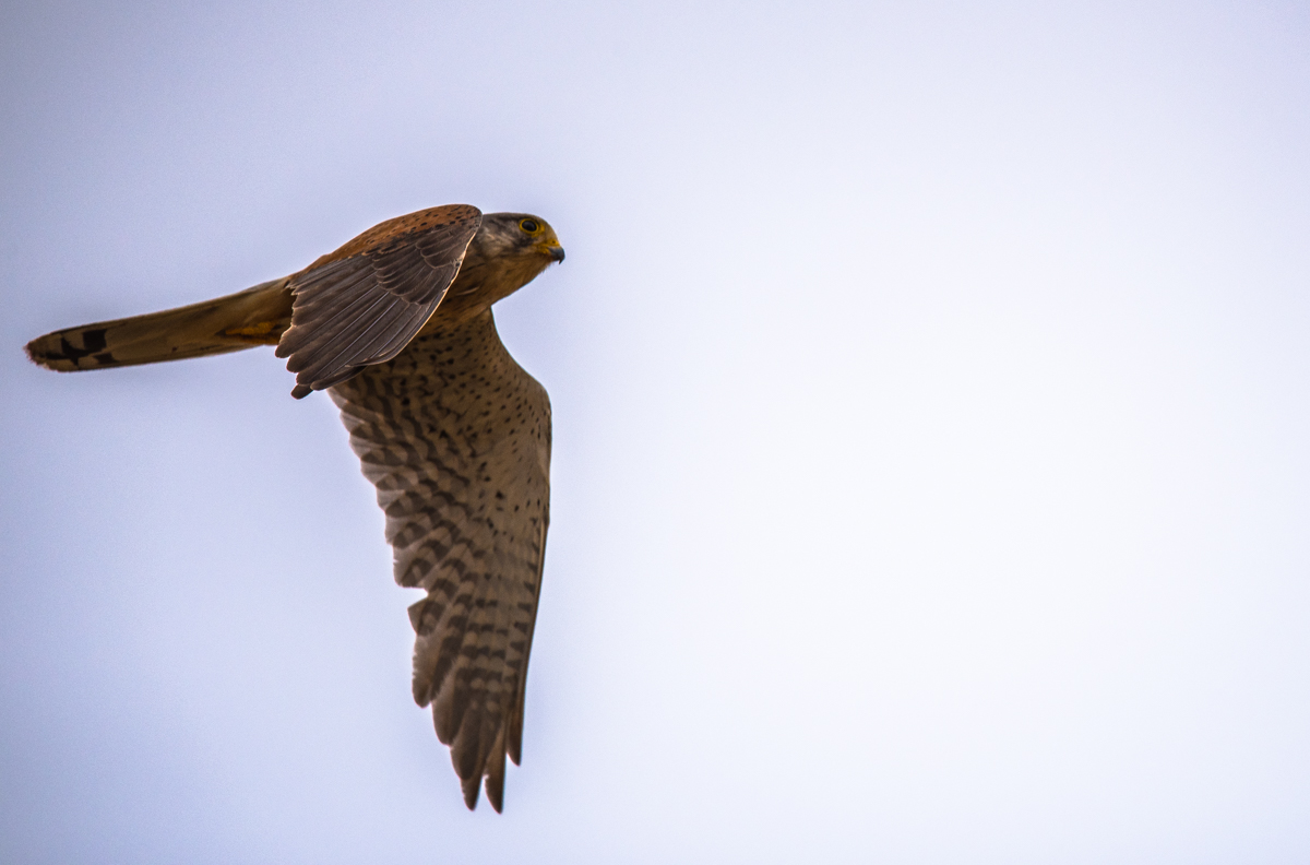 Turmfalke
