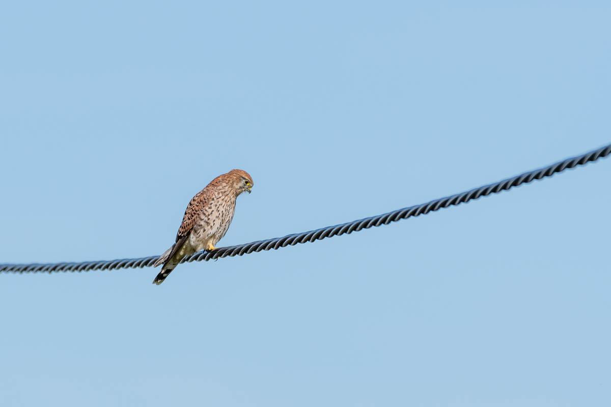 Turmfalke