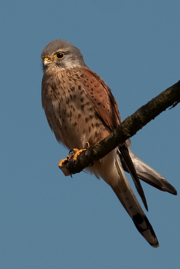 Turmfalke