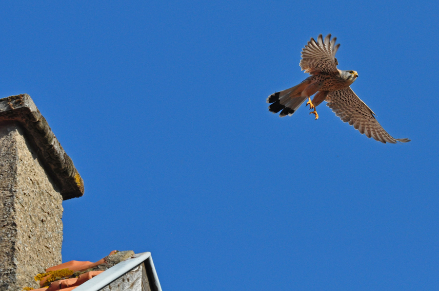 Turmfalke
