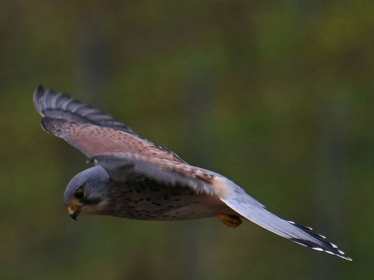 Turmfalke1.jpg