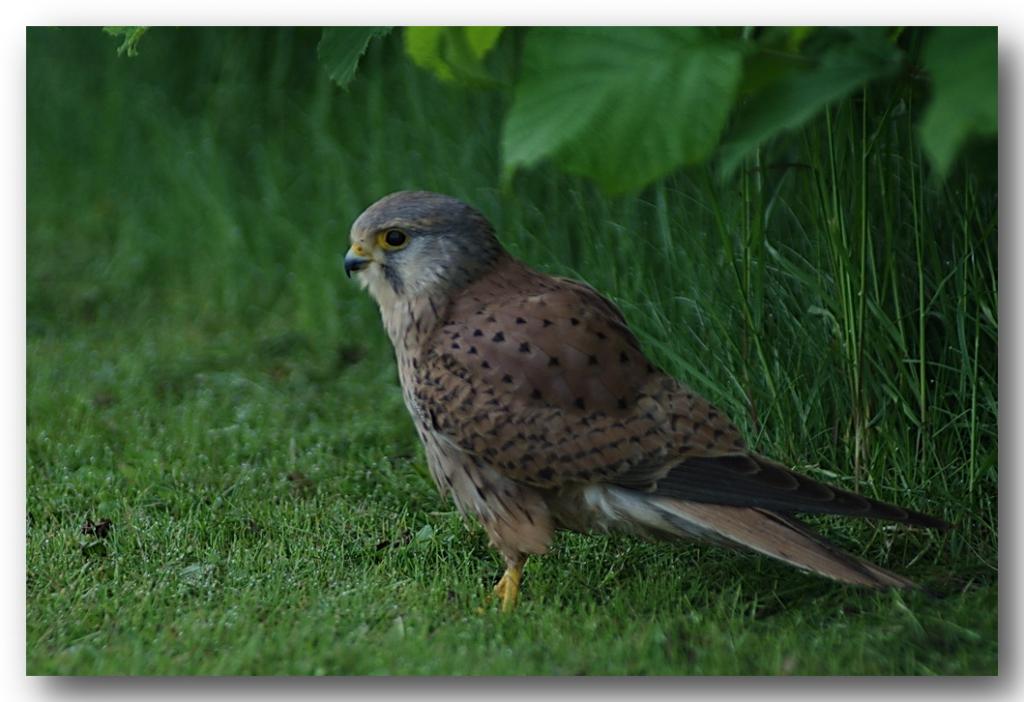 Turmfalke1