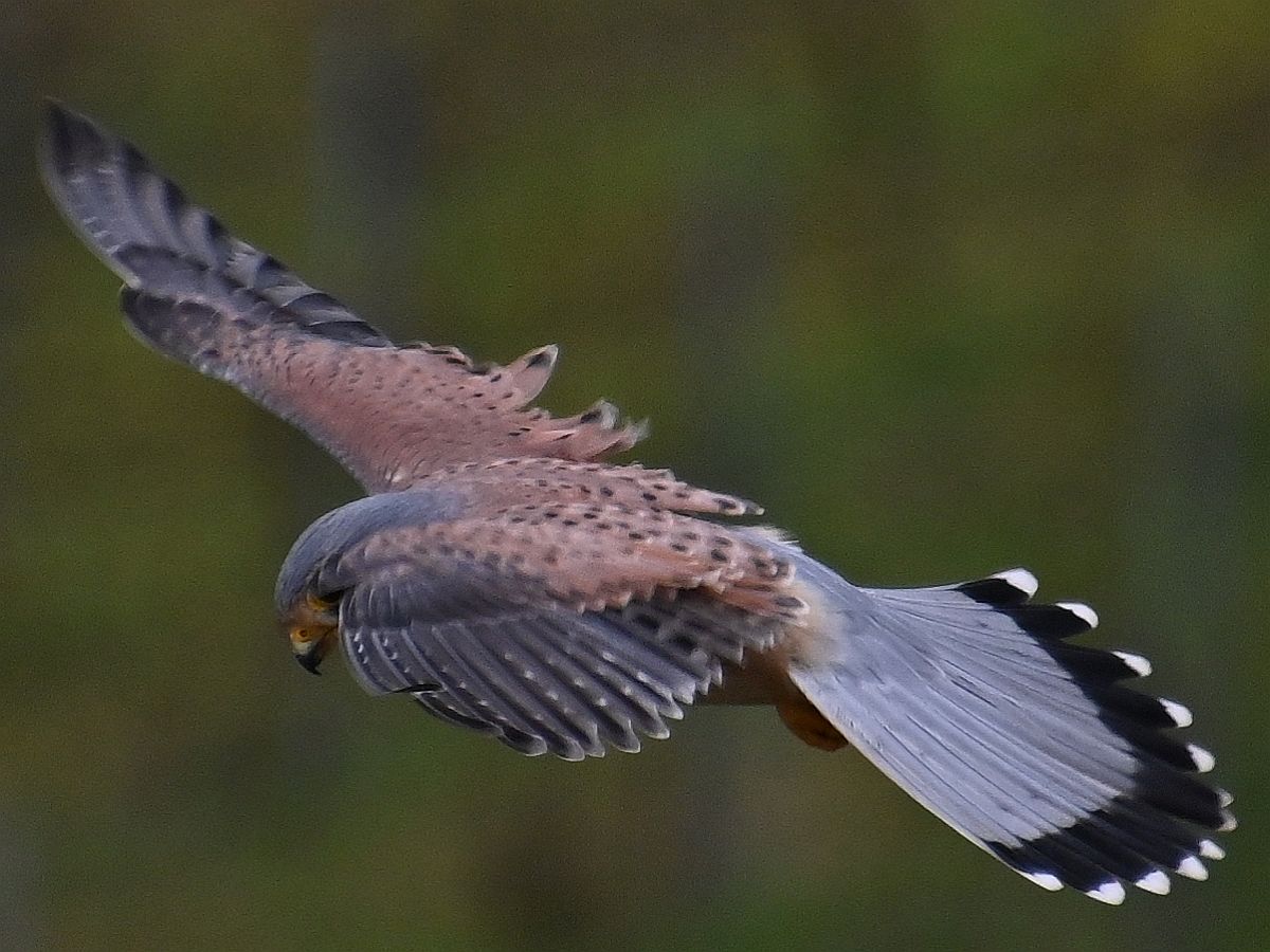 Turmfalke2.jpg