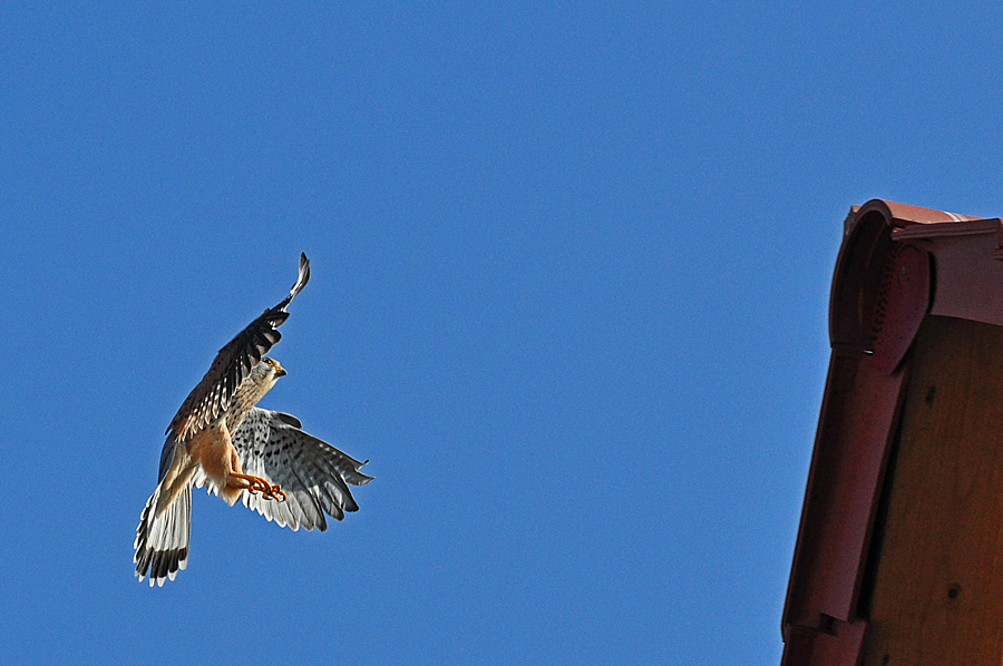 Turmfalke2