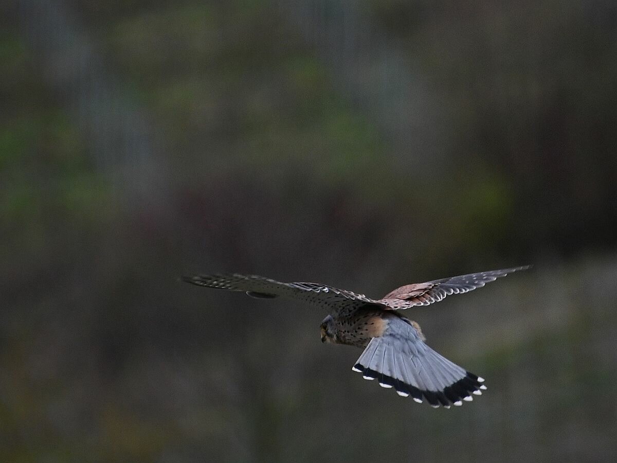 Turmfalke3.jpg