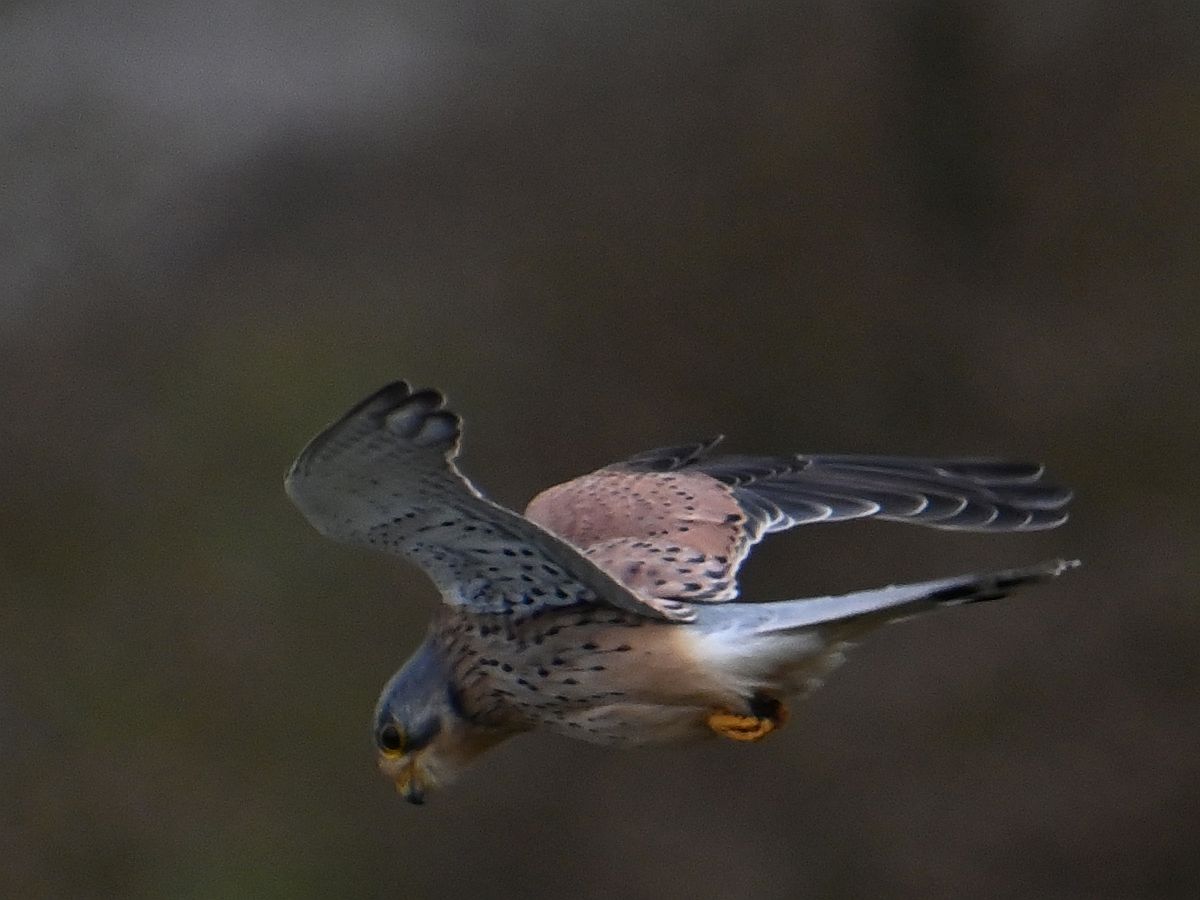 Turmfalke5.jpg