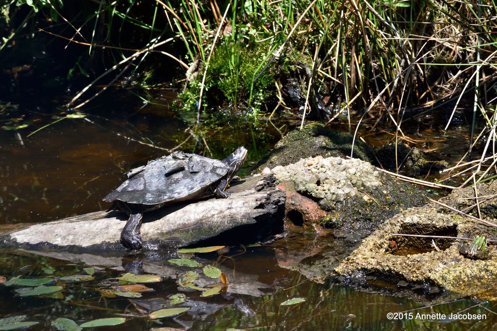 turtle