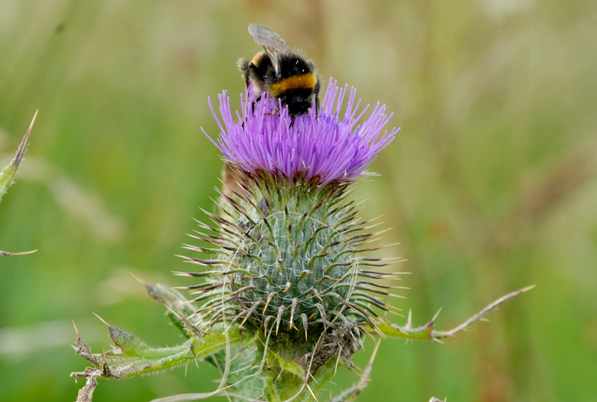 Twistle of Scotland