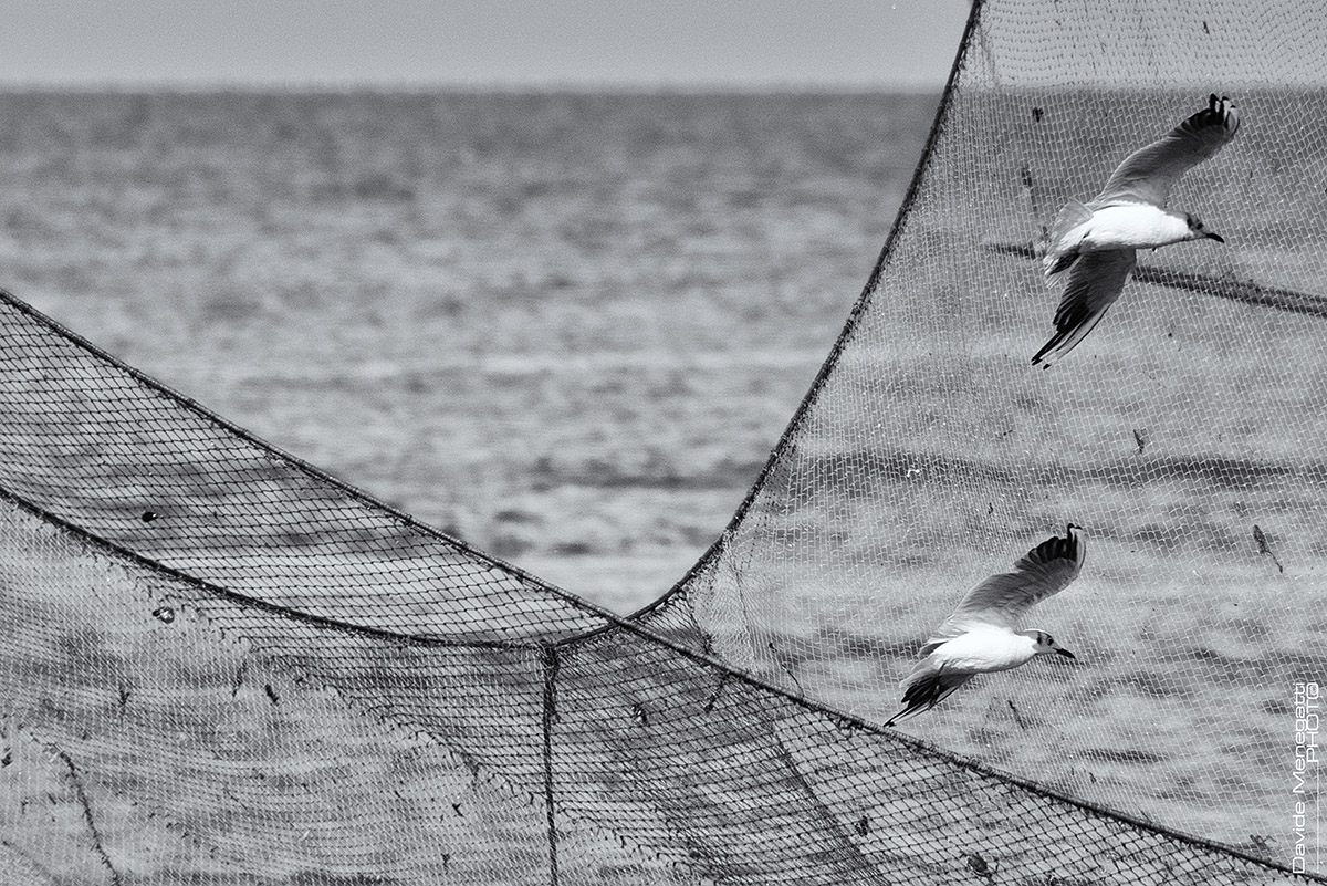 Two Seagulls and One Net