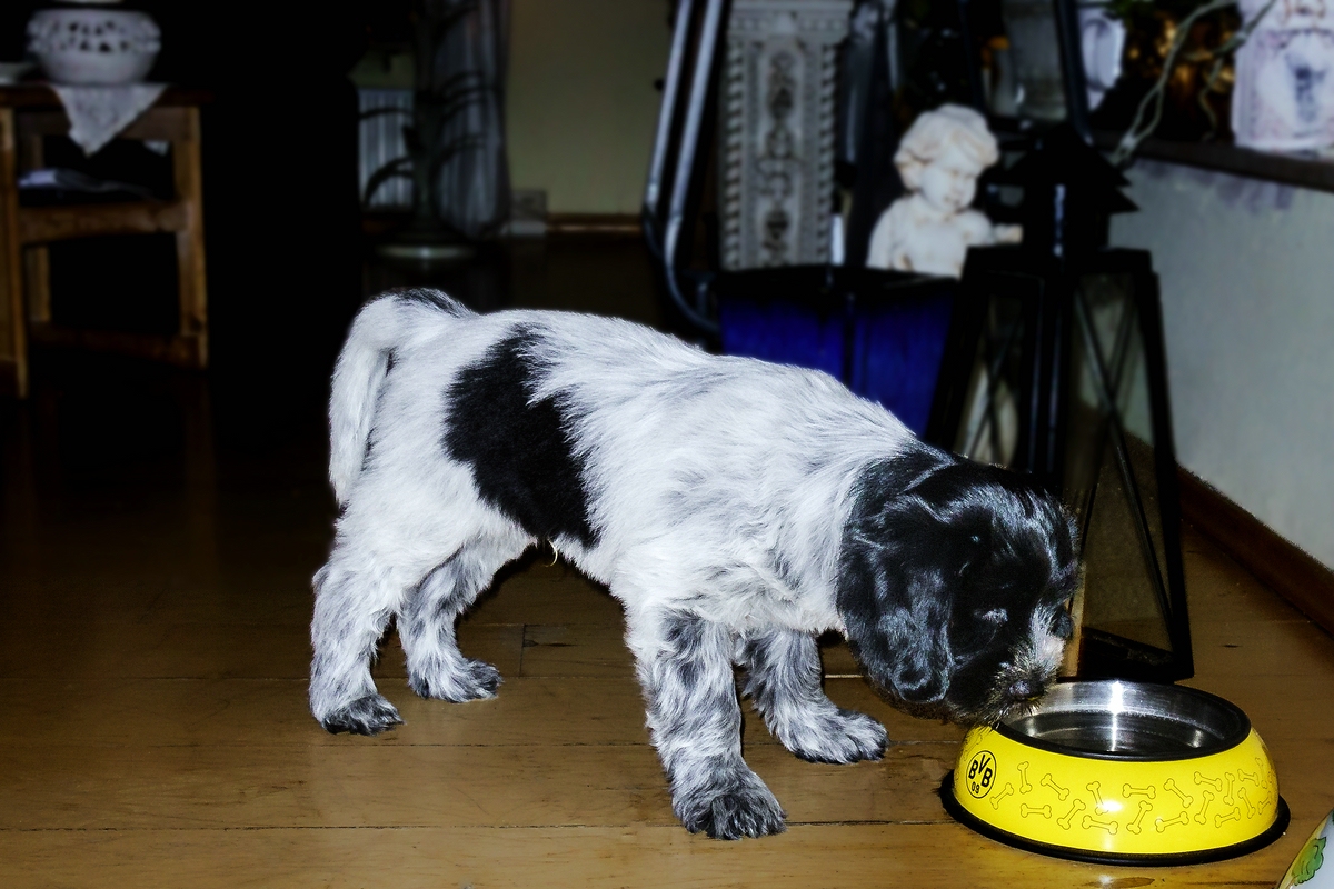 TZ DSC01384 A