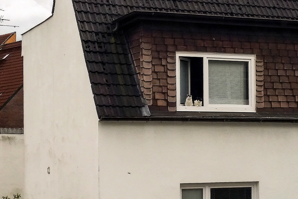 TZ Katzen 3