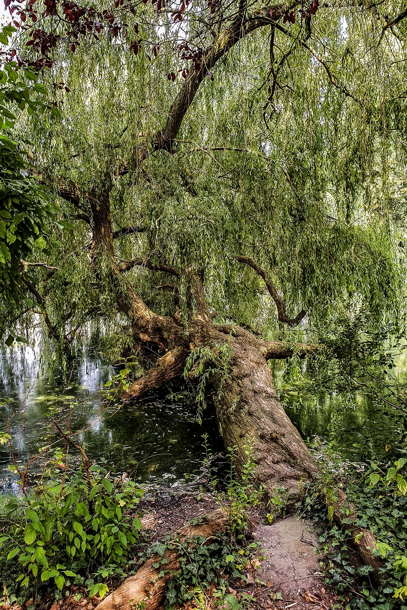 TZ_2019-08-27_12-35.jpg