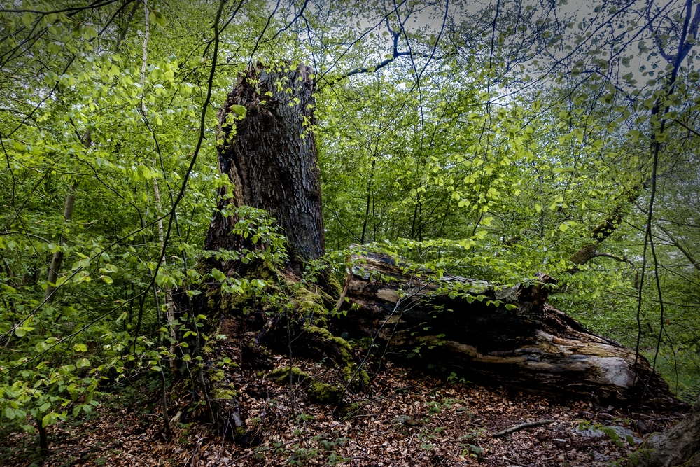 TZ_DSC01425_A.jpg