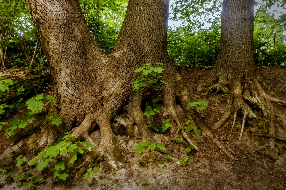 TZ_DSC01438_A.jpg