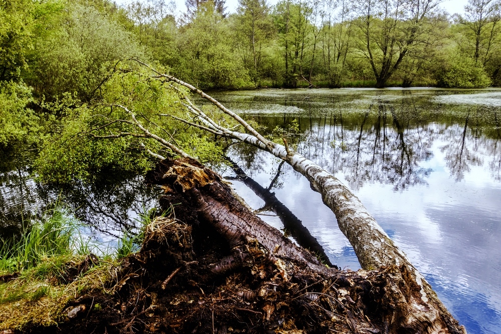 TZ_DSC02785_A.jpg