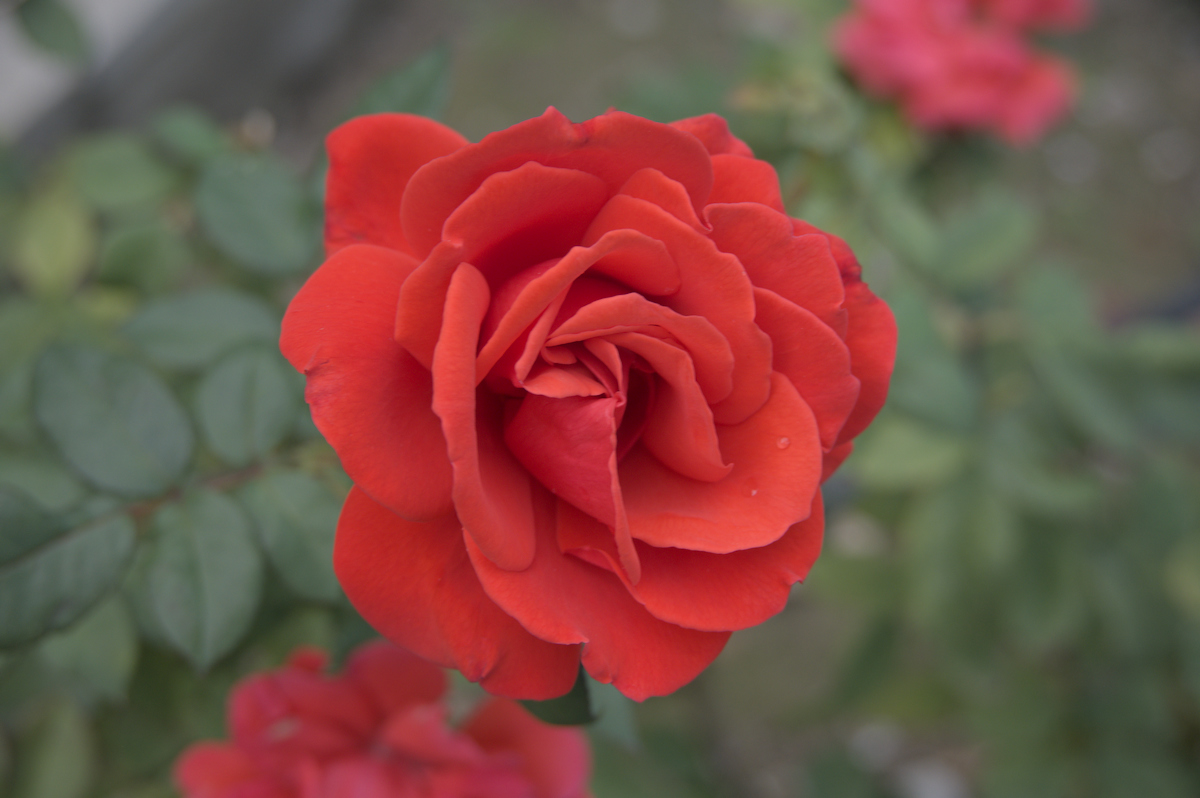 U02_5794-NF.jpg