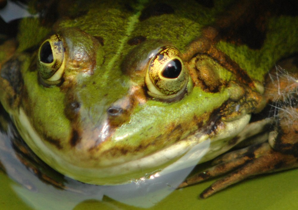 uebersicht crop