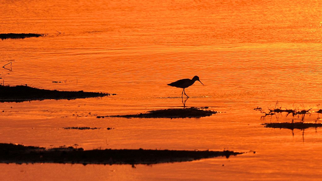 Uferläufer im Sonnenuntergang
9510