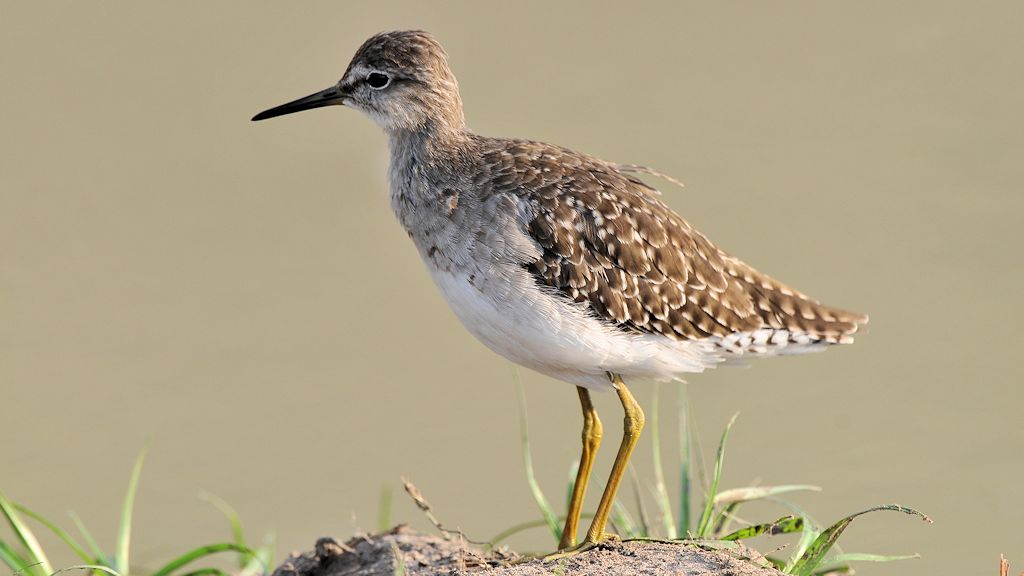 Uferläufer
South Luangwa
8943