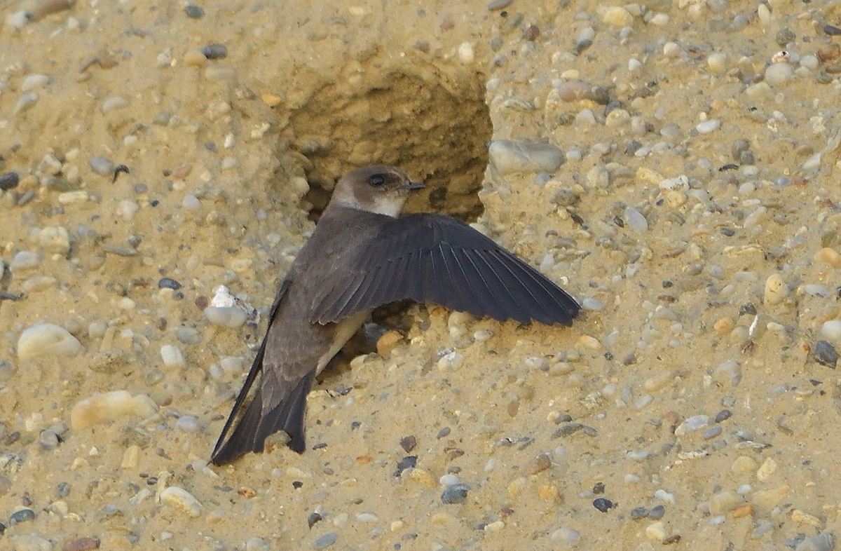 Uferschwalbe