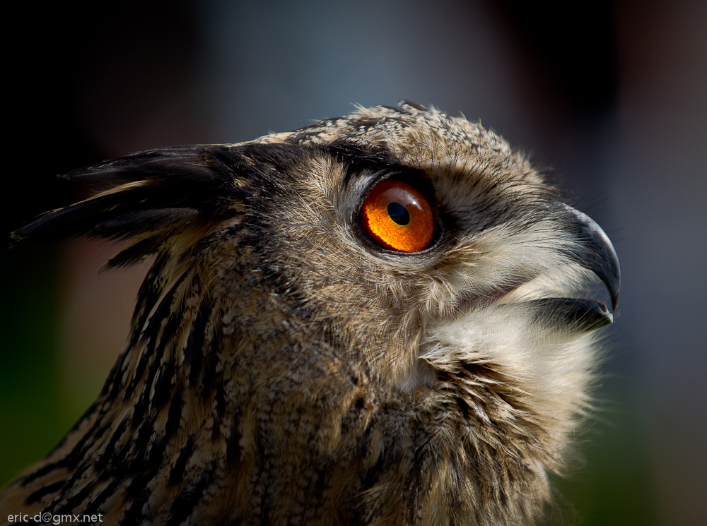 Uhu Portrait