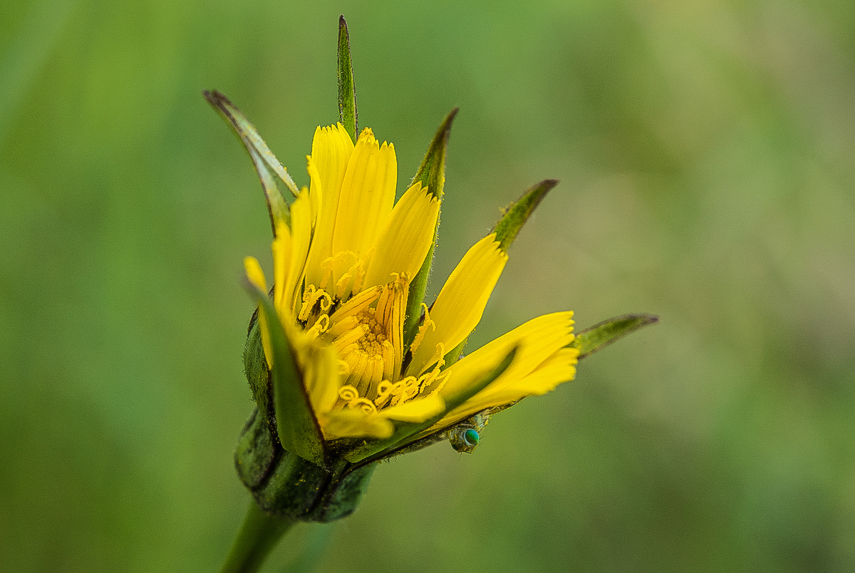 unbekannte Blume.jpg