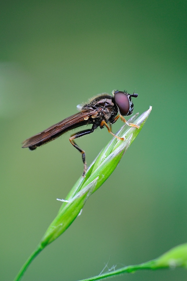 unbekannte Fliege