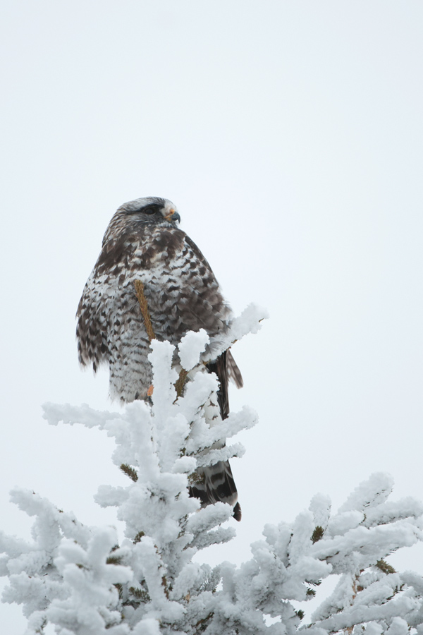 unbekannter Greifvogel