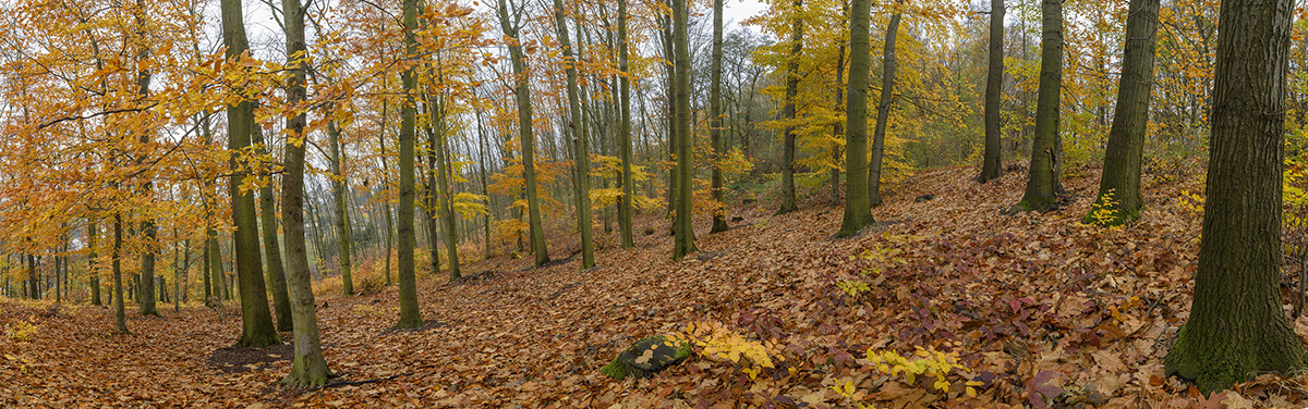 Unbenanntes Panorama1