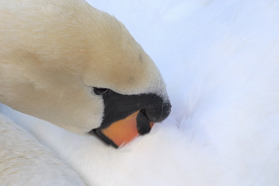 Und ein dritter Schwan